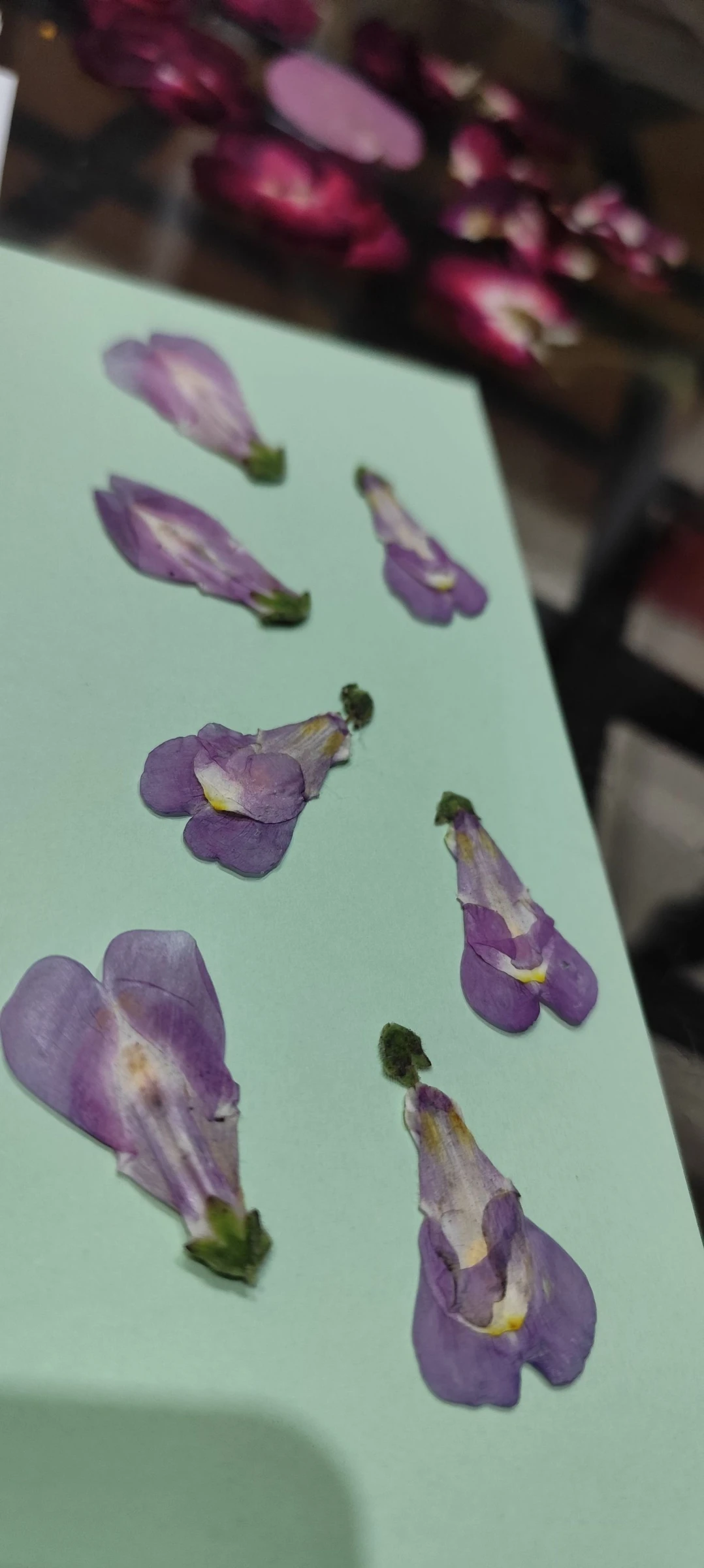 Natuurlijke Bloem Oorbellen – photo 12